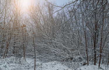 Winter in the forest
Winter frosty day. Forest. Trees in the snow. Dim sun.