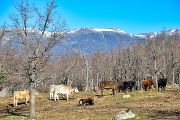 Extensive livestock landscape with loose calves in a natural area with trees.