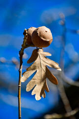 Detail of an oak branch with a dry brown leaf.