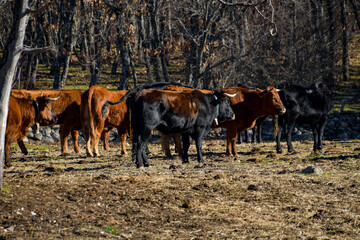 Extensive livestock landscape with loose calves in a natural area with trees.
