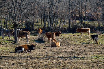 Extensive livestock landscape with loose calves in a natural area with trees.