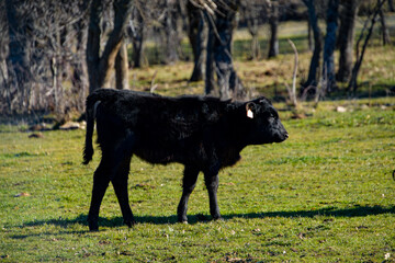 Young black calf grazing in a natural meadow.