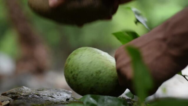 An aboriginal is breaking Aegle marmelos fruitBael fruit, wood apple in jungle.