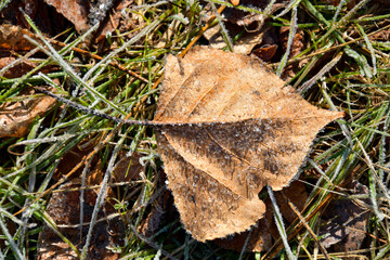 Dry leaf background with dew frost on it.