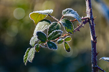Detail of green leaves of bramble frozen by the morning dew.