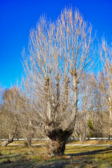Autumn landscape with leafy oak tree.