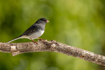 Dark-eyed Junco