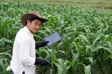 Agricultural researcher  holds smart tablet to inspect and do research about growth, diseases and insects at green corn field. concept : Smart farmer. Using technology wireless device in agriculture.