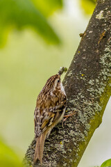 treecreeper (Certhia familiaris)