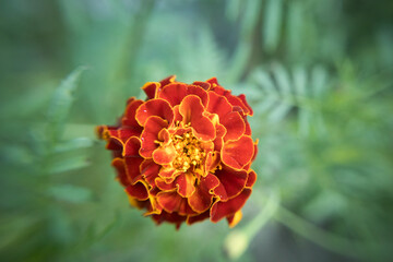 Red Marigold flower in a close shot