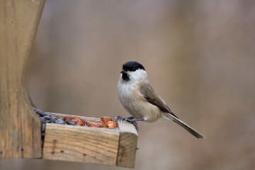 Sumpfmeise (Poecile palustris)