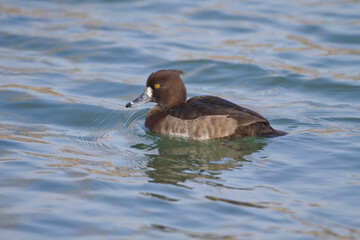 Reiherente (Aythya fuligula) Weibchen
