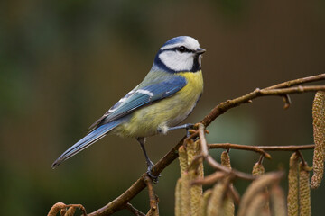Obraz premium Blaumeise (Cyanistes caeruleus)