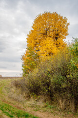 A dirt road winding past an autumn tree with golden leaves. Autumn landscape with colorful fall foliage trees and cloudy sky.