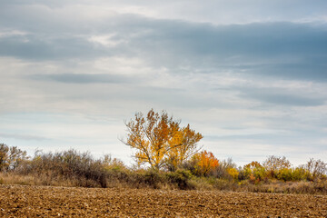 Autumn trees and plowed field in a cloudy day.