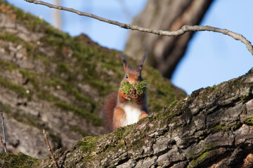 Eichhörnchen (Sciurus vulgaris) © Rolf Müller