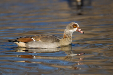 Fototapeta premium Nilgans (Alopochen aegyptiacus)