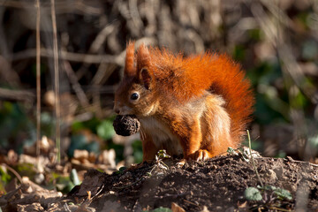 Eichhörnchen (Sciurus vulgaris)