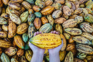 fresh cocoa pods in hand