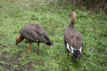 Black geese in the park