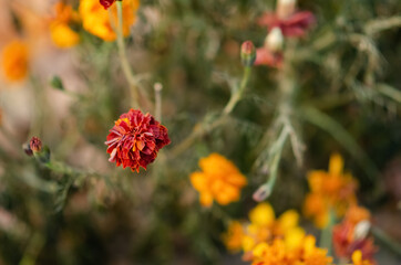 Top view Marigolds with dry stems on blurred Natural background with copy space. Orange and burgundy petals of Tagetes grow on lawn. The concept of fluidity of life.