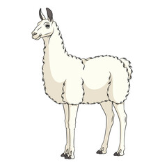 Color illustration with white llama, alpaca. Isolated vector object on a white background.