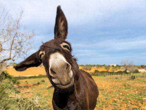 Donkey in Majorca, Mallorca, Balearic Islands, Spain