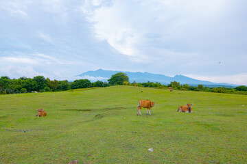 Herding Cows in the Broad Steppe Fields of North Lombok, Indonesia, very large green grass with Mount Rinjani in the background