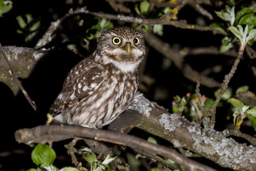 Steinkauz (Athene noctua)