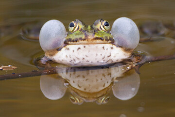 Teichfrosch (Rana esculenta)