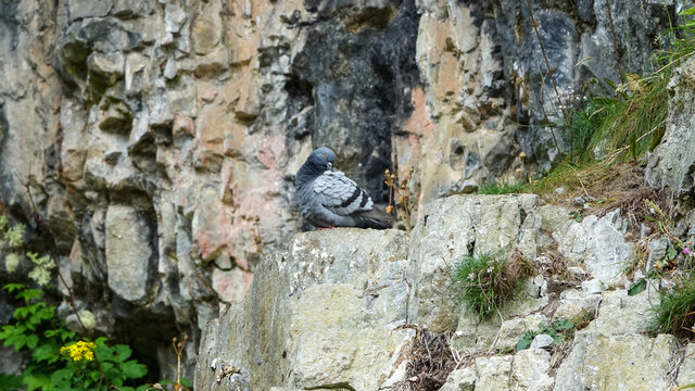 pigeon on the rock