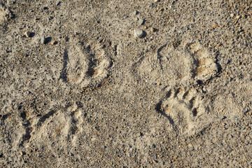 Bear footprints on the ground