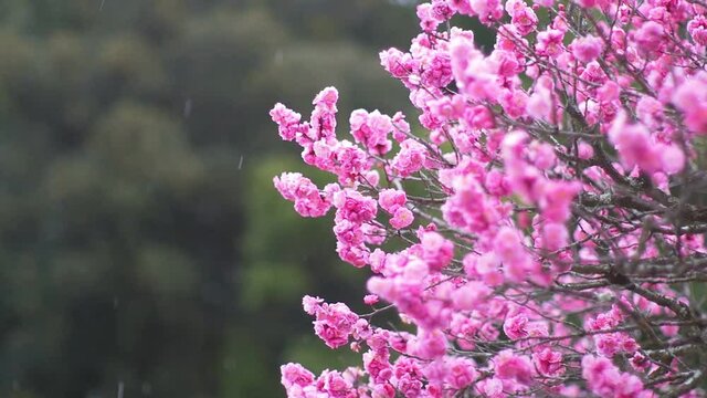 Snowing over plum tree flowers. Winter landscape in Japan.
