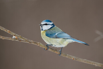 Blaumeise (Cyanistes caeruleus)