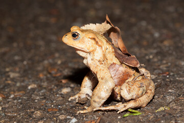 Erdkröte (Bufo bufo)