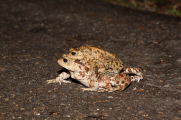 Erdkröten (Bufo bufo)