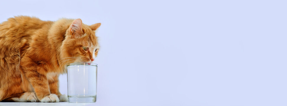 Cute red cat drinking water from the glass. Banner with copy space