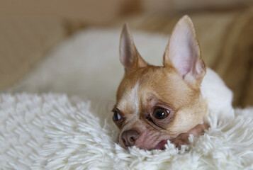 chihuahua dog lying on the bed