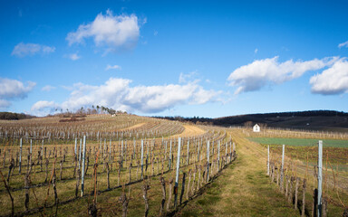 Fototapeta na wymiar Landscape with winter vineyard in Burgenland