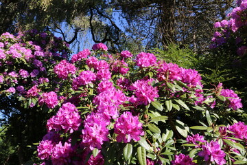 Obraz premium Blühender Rhododendron