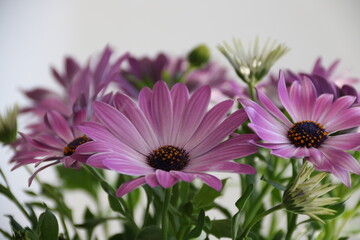 Lila Blumen / Margerite von Bornholm