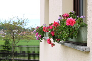 Bunte Blumen auf Fensterbank von Landhaus