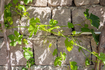 Beautiful texture of an old orange stone wall with green grapevine