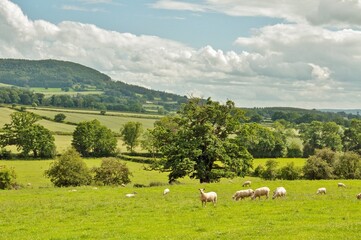 Summertime trees and fields in the countryside.