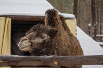 Photo of camels in a winter forest in a pen