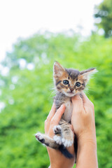 hands holding a baby kitten in the air