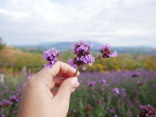 Fototapeta na wymiar purple flower in your hand