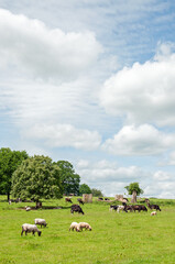 Summertime trees and fields in the countryside.