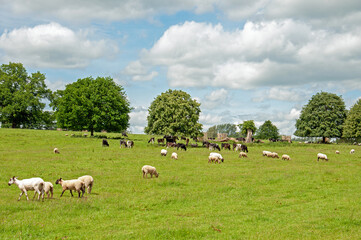 Summertime trees and fields in the countryside.