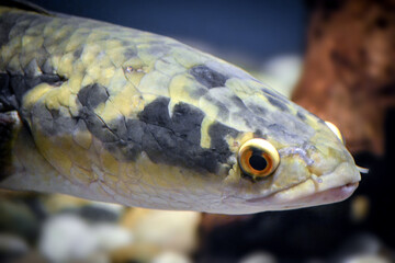 Channa argus fish - close-up on head